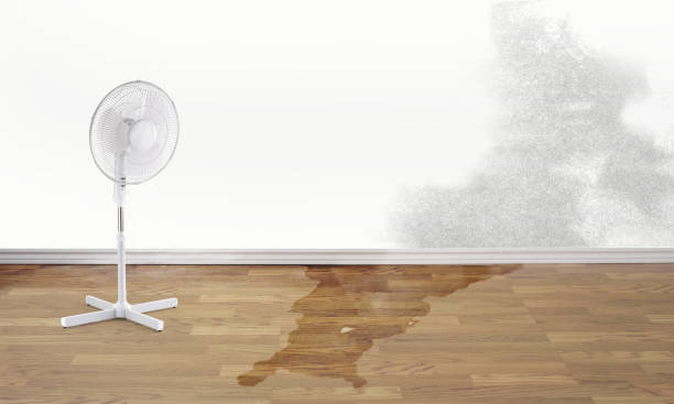Best Basement water damage restoration  in Esko, MN