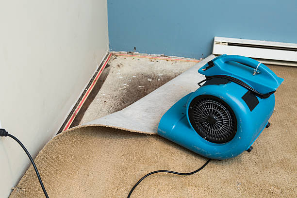 Best Local water damage restoration  in Esko, MN